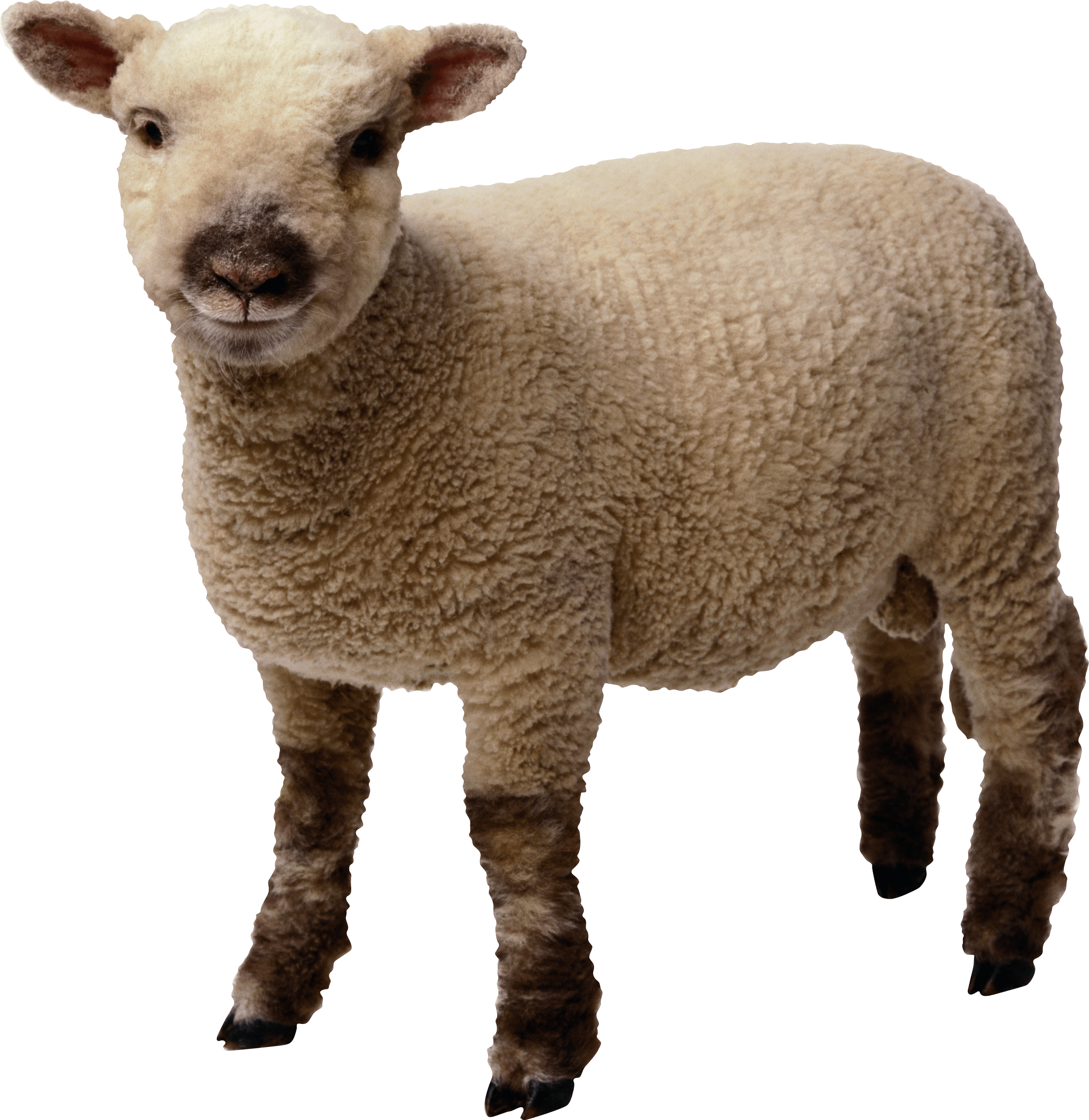 Pasture Sheep Lamb Love Wool PNG