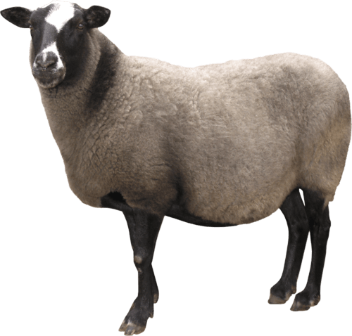 Horse Livestock Animal Lambs Kitty PNG