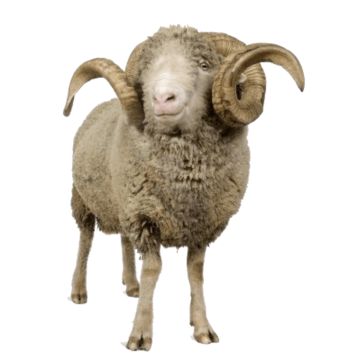 Rams Livestock Planet Goats Lambs PNG