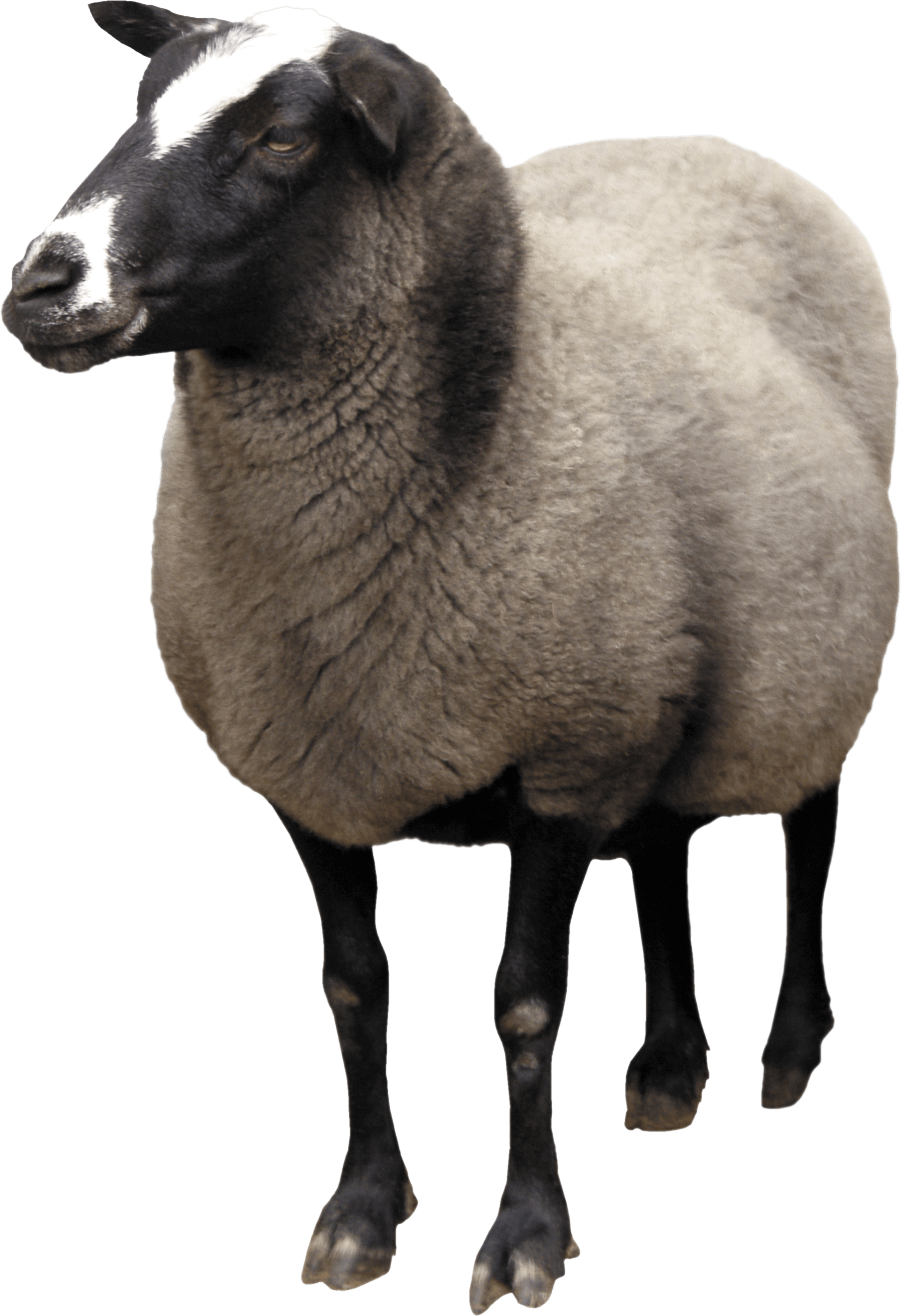 Sheep Black Flock Ewes Goats PNG