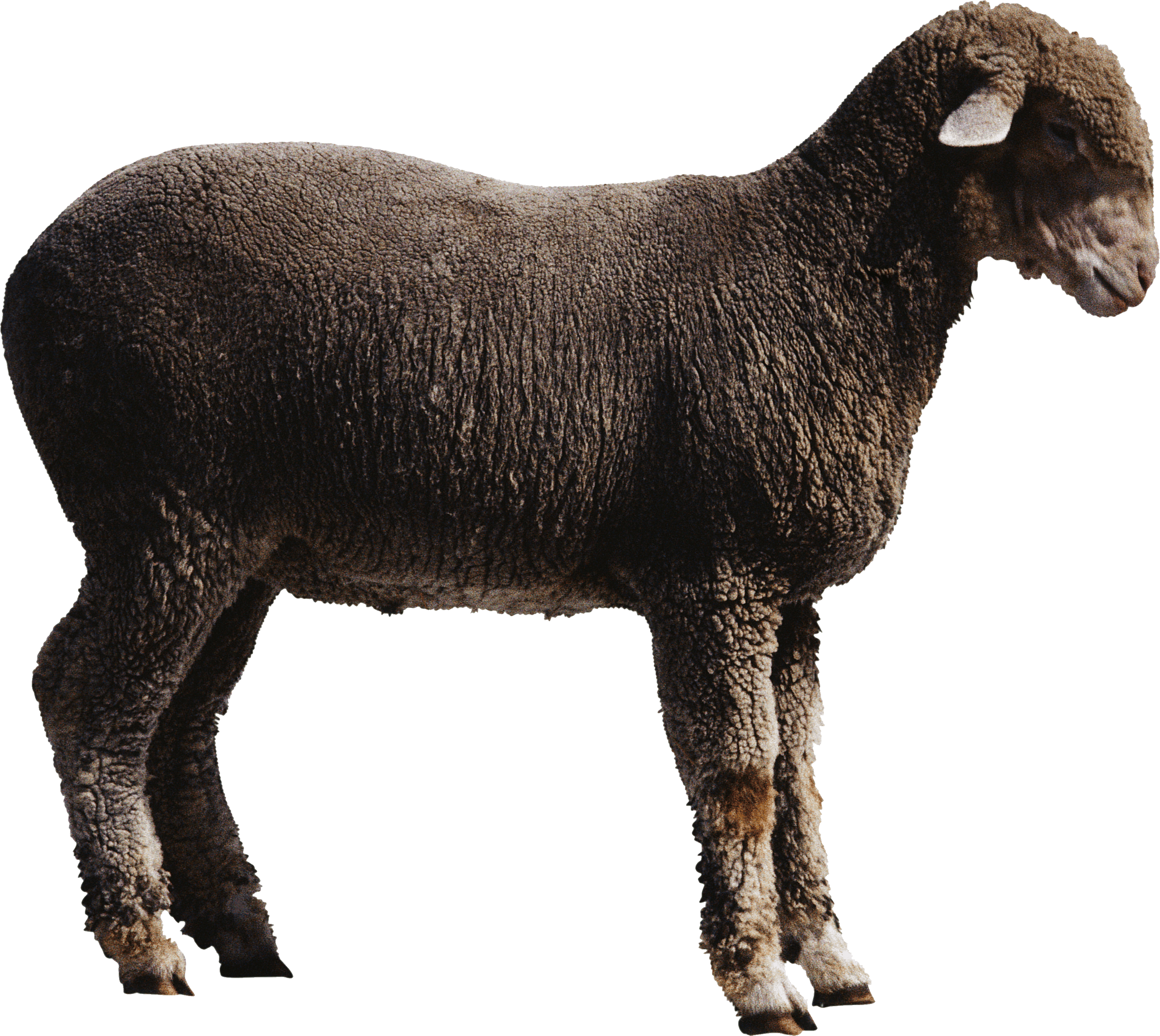 Ewes Ecology Fauna Herd Sheep PNG