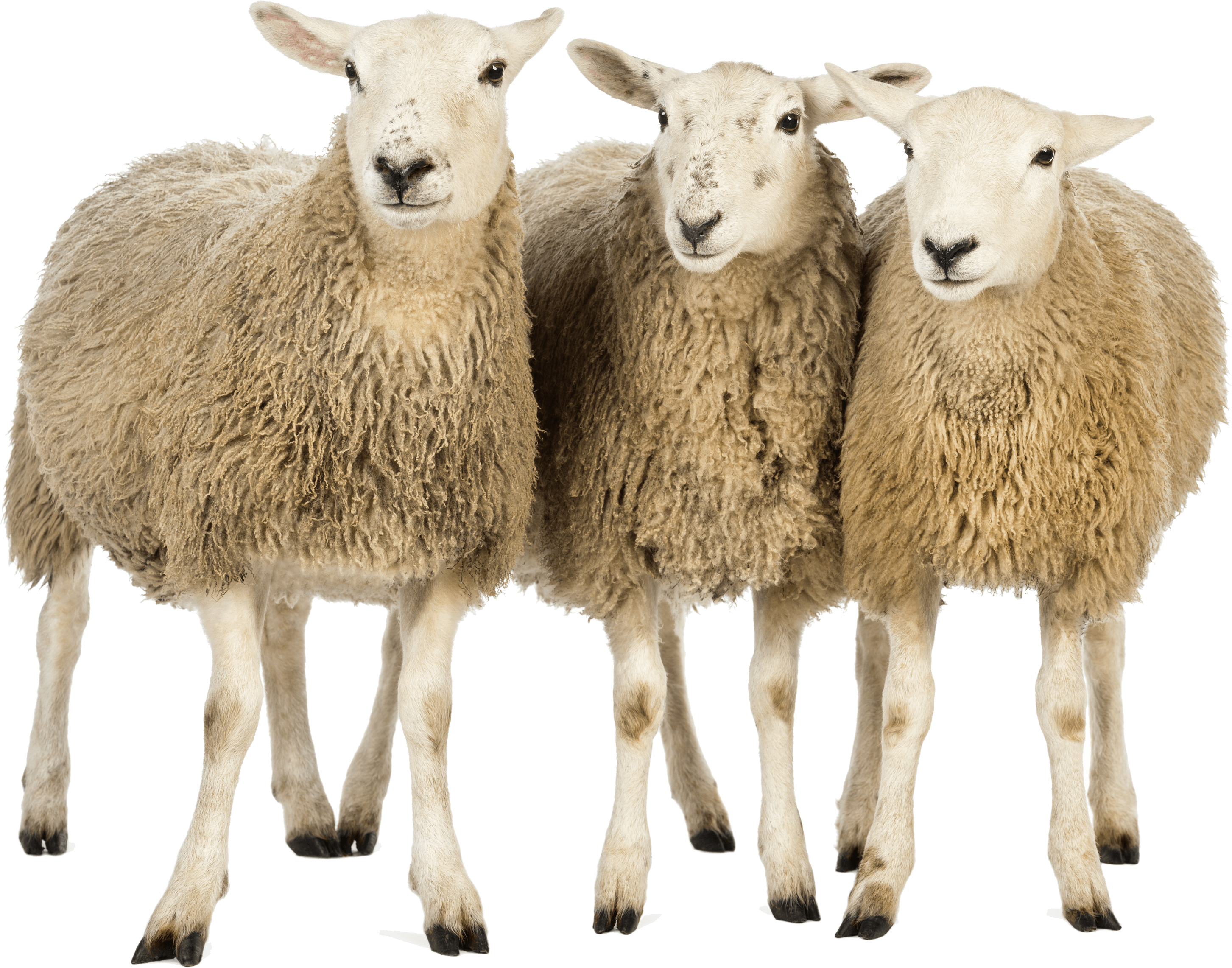 Pastor Green Sheeps Animal Lamb PNG