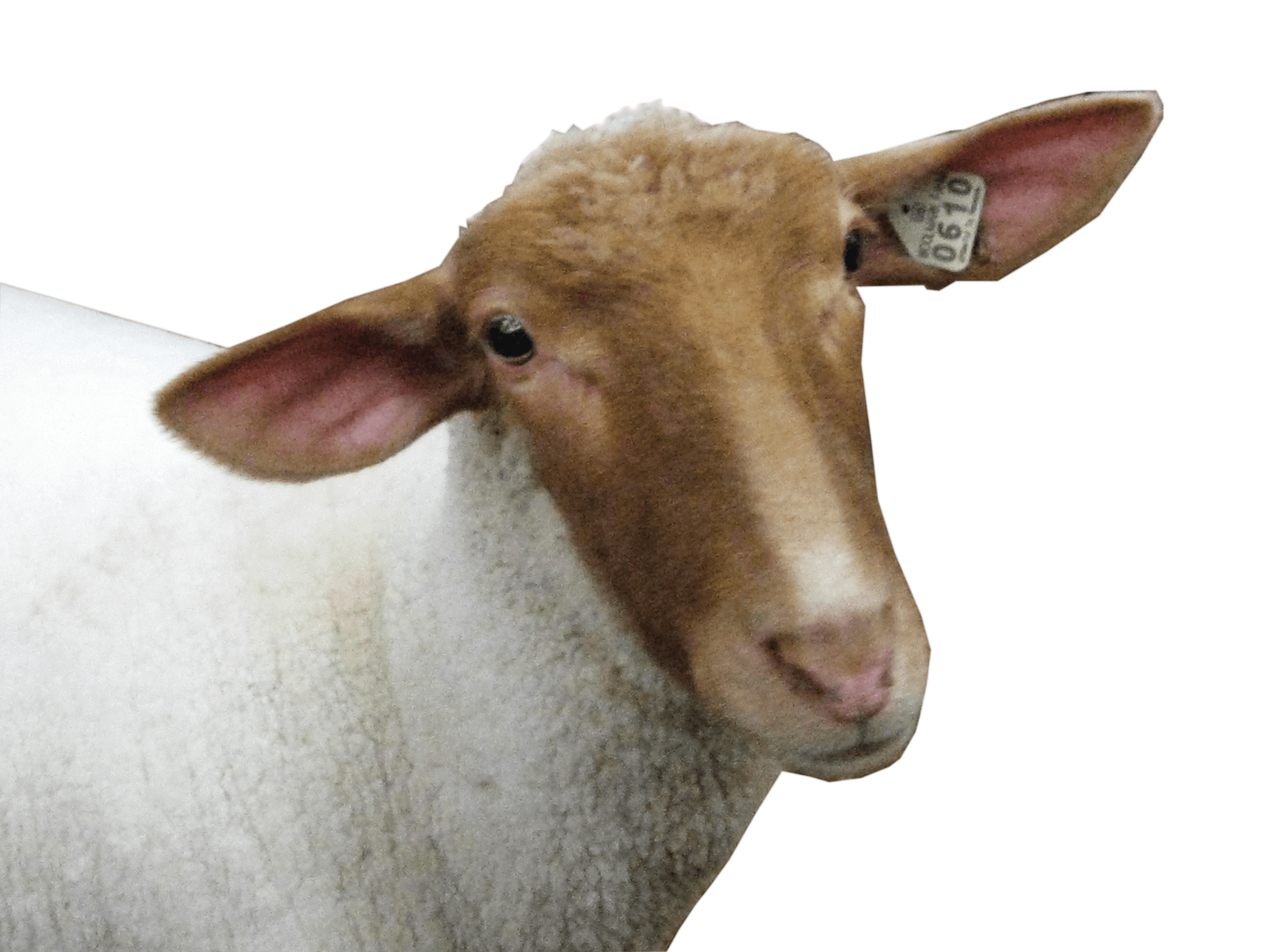 Flocks Ewe Pets Kitty Cattle PNG