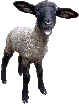 Fold Sheep Lamb Goat Mutton PNG