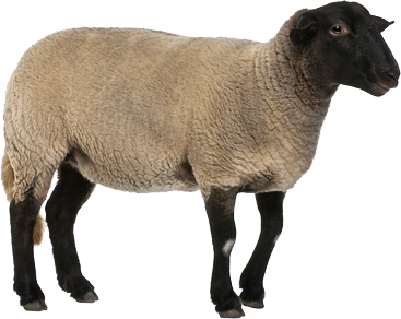 Life Mouton Sheep Rams Animal PNG