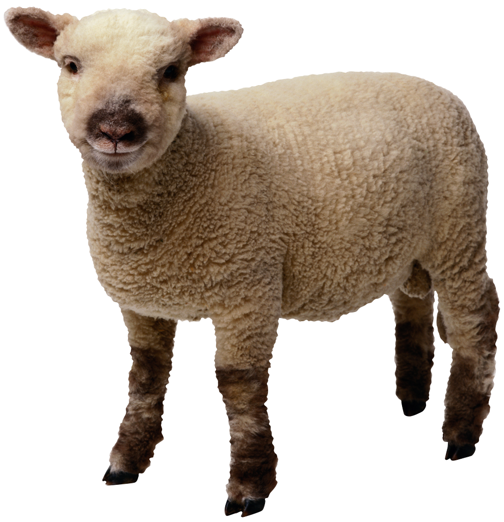 Lambs Sheep Can Shepherd Dogs PNG