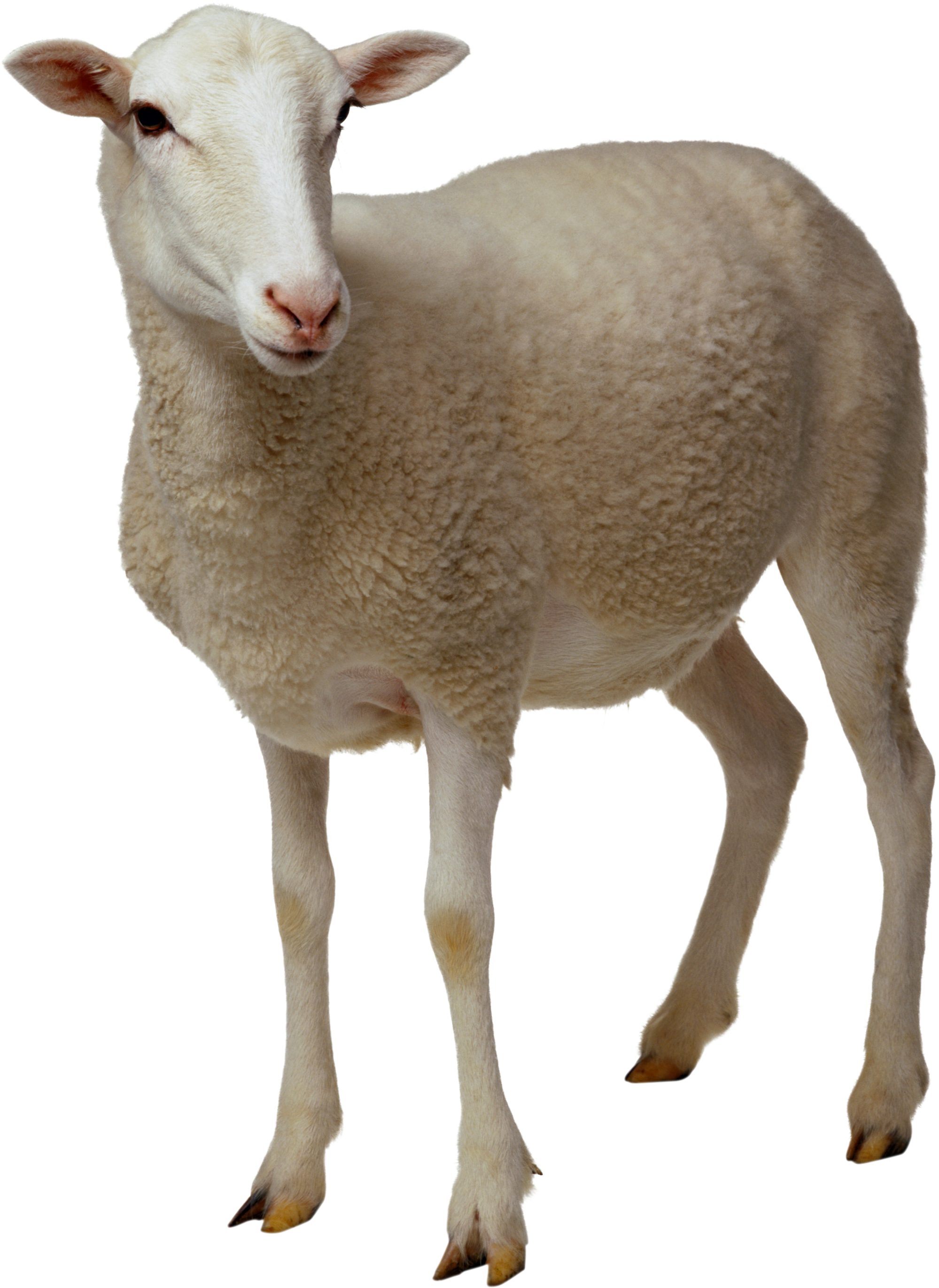 Sleeping Ram Biology Goat Sheep PNG