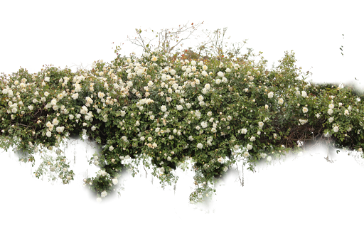 Twilight Smile Cat Bushes Herbs PNG