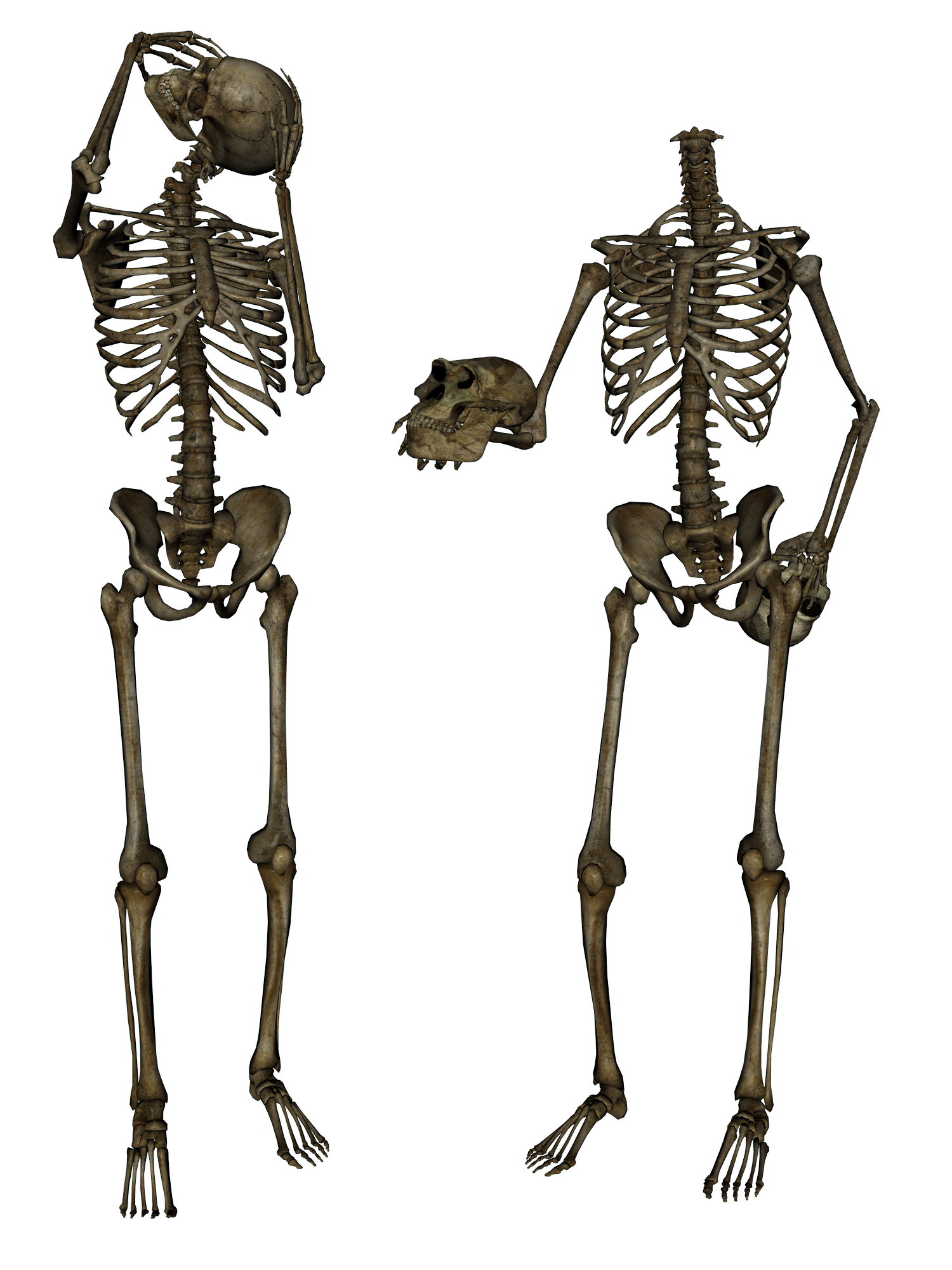 Corpse Life Beautiful Bone Brontosaurus PNG