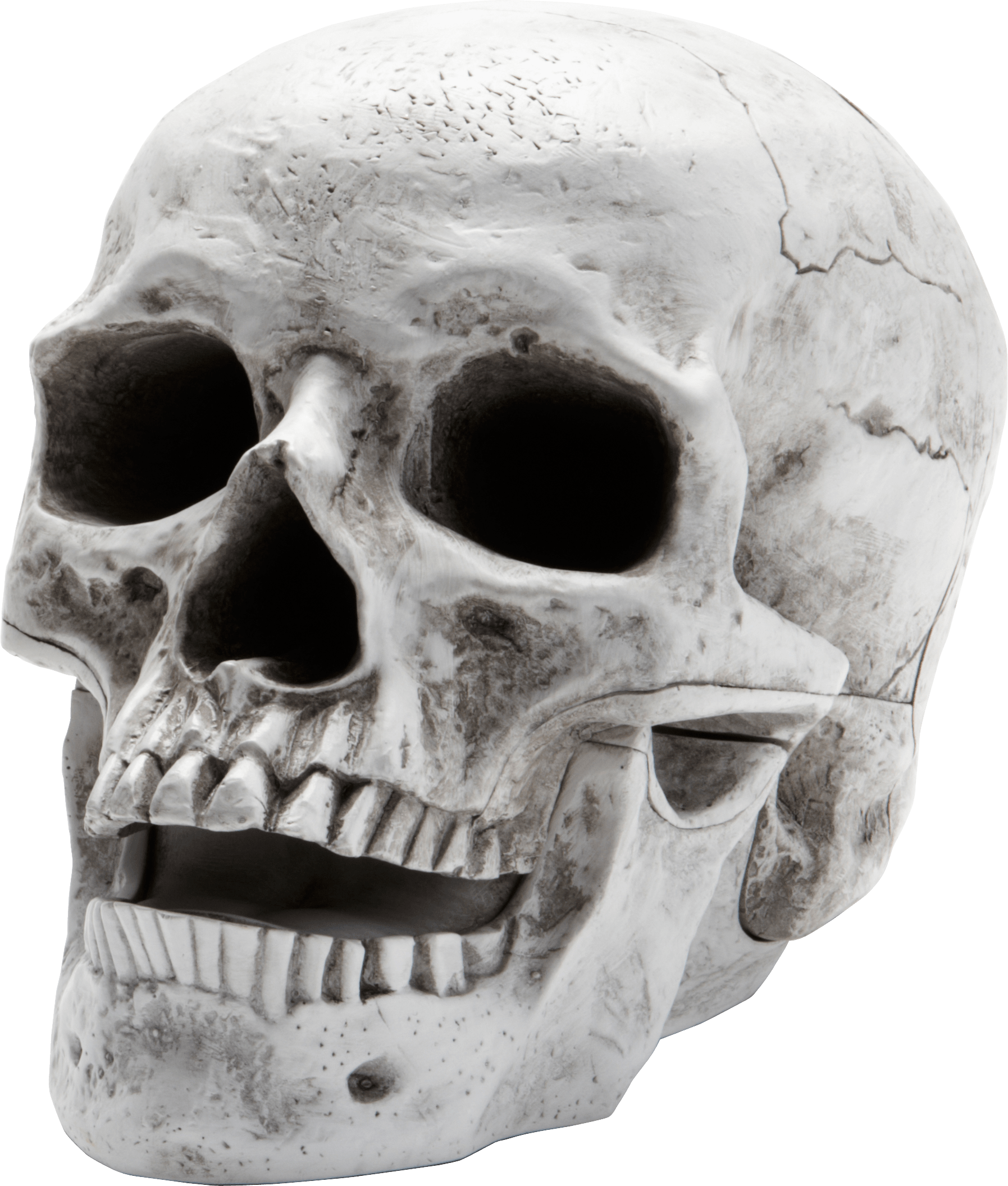 Bones Candlelight Canon Skull Mastodon PNG