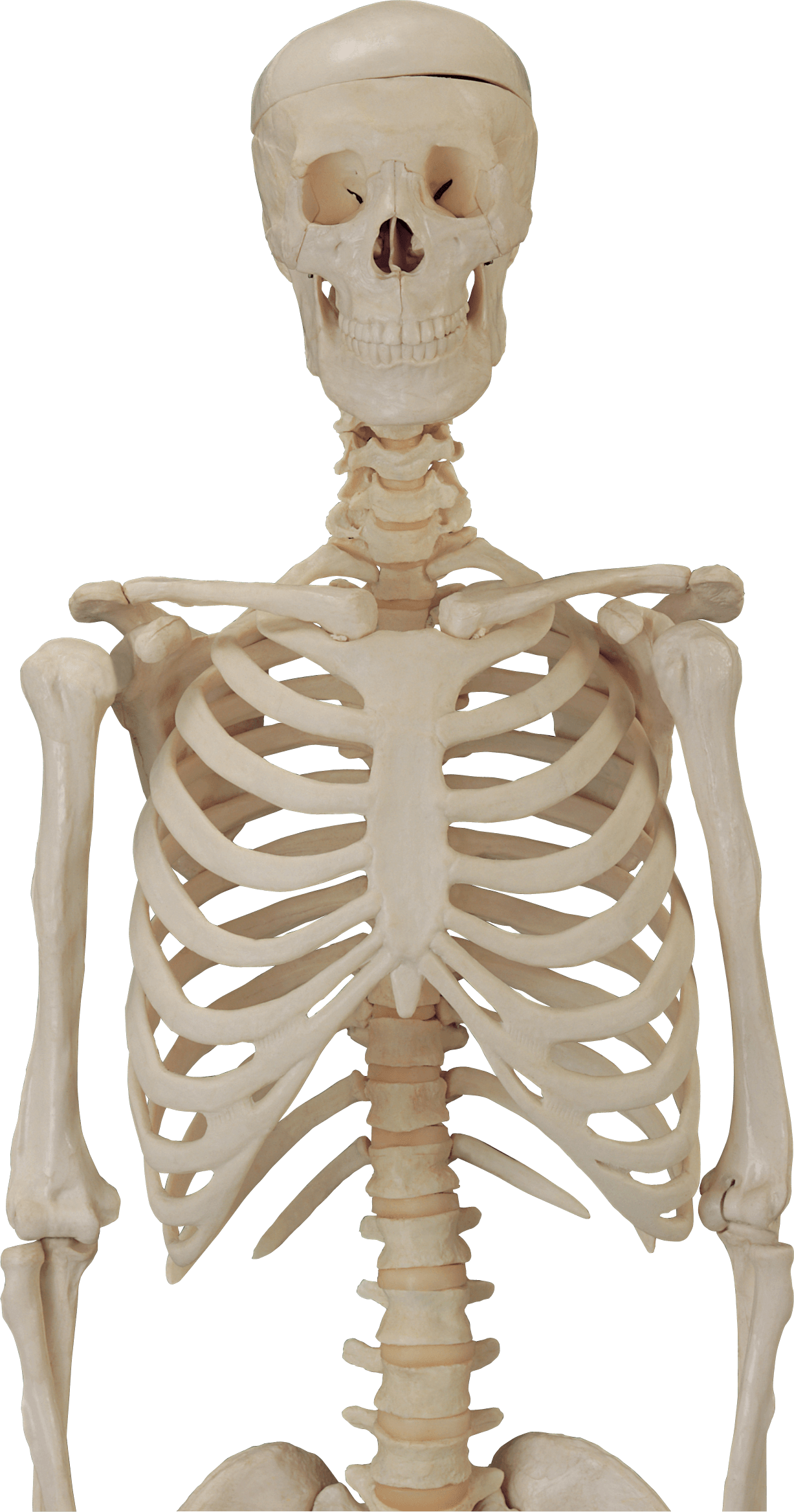 Frame Travel Skeleton Beauty Candlelight PNG
