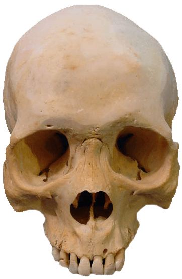 Skull Cadaver Carcass Mastodon Couple PNG