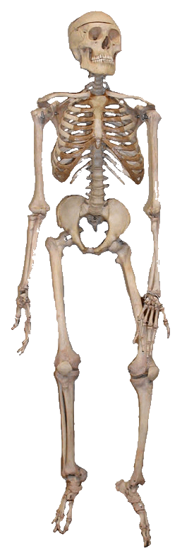 Tusk Skeleton Frame Canon Alcohol PNG