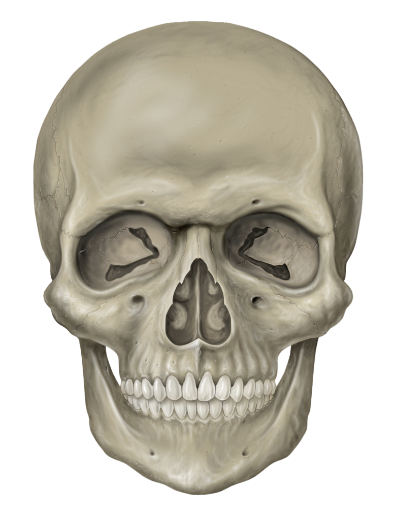 Skull Vertebrae Skeleton Sake Fantasy PNG