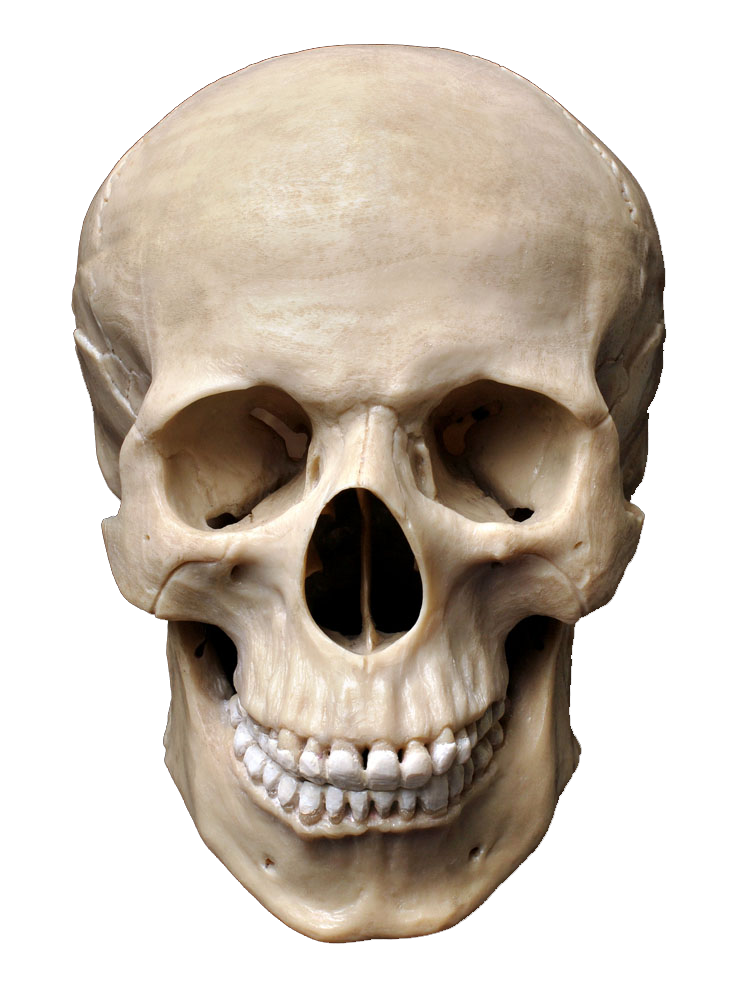 Skull Head Sapiens Human Bone PNG