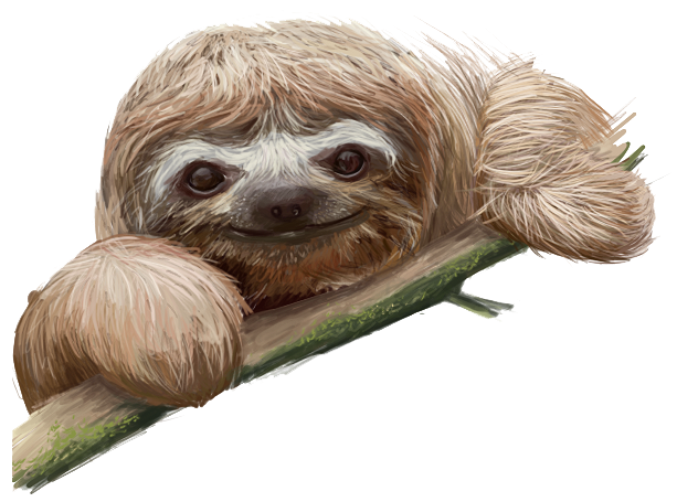Sloth Nature Rare Indolence Laziness PNG