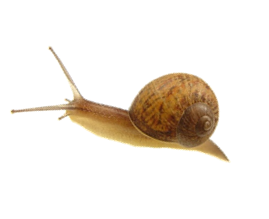 Snail Tadpole Furry Insect Escargot PNG