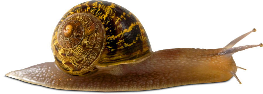 Snail Turtle Dolphin Lizard Gastropod PNG