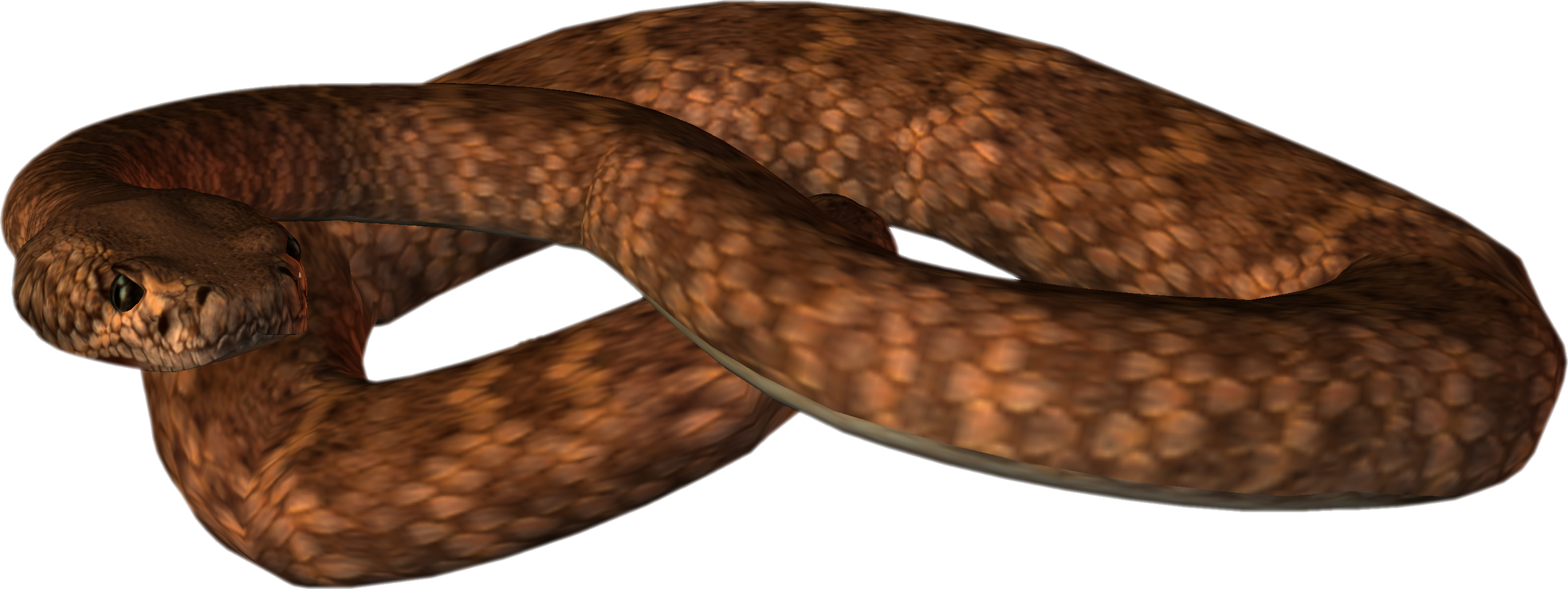 Asp Auger Nature Brat Snake PNG