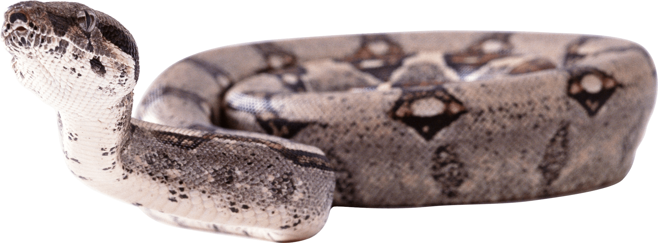Biology Nest Brat Serpent Rattlesnake PNG