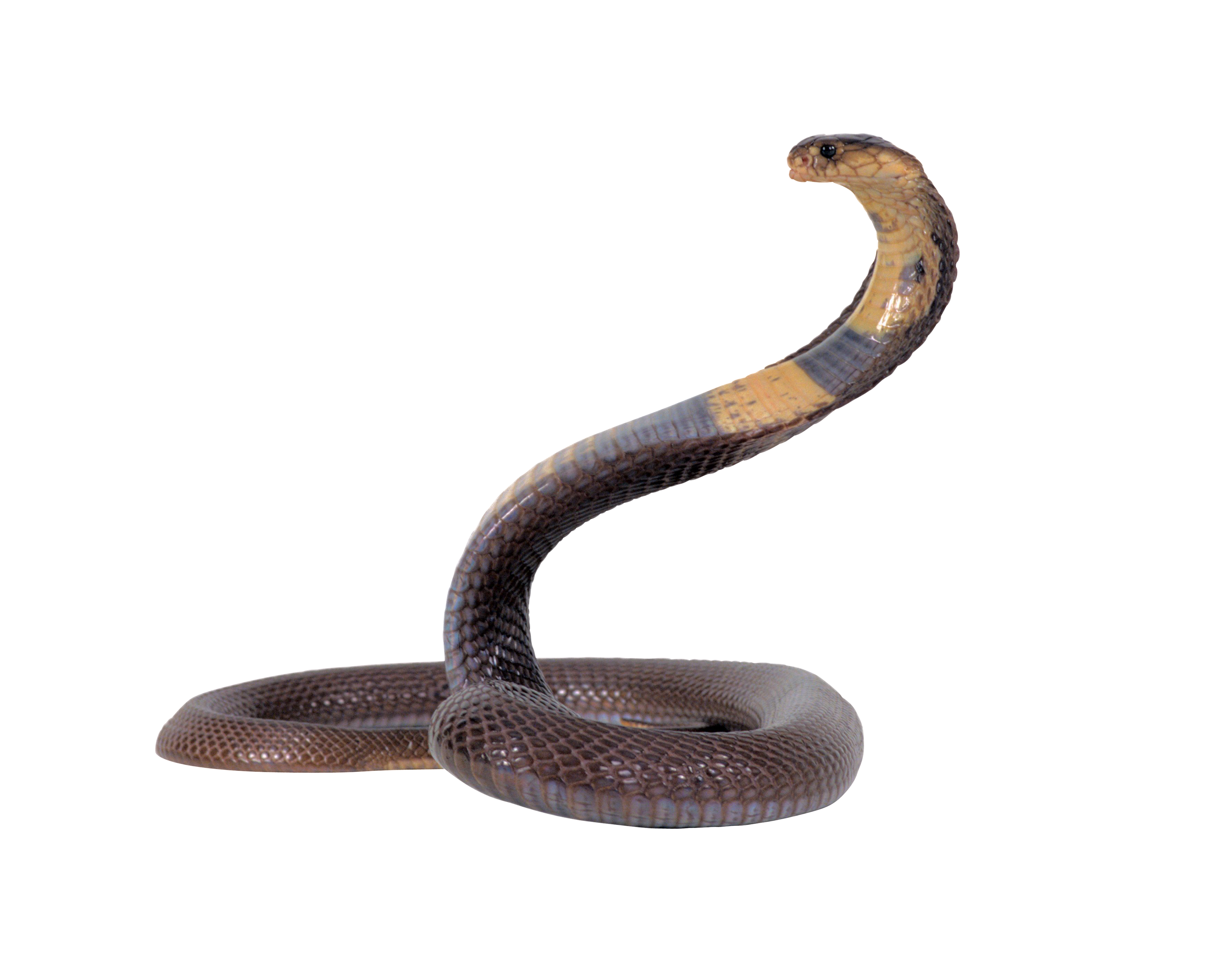 Serpent Snakebite Snake Cobra Lion PNG