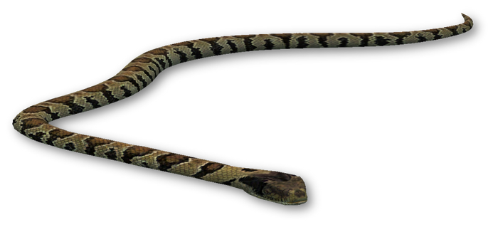 Creature Snake Coral Sword Hydra PNG