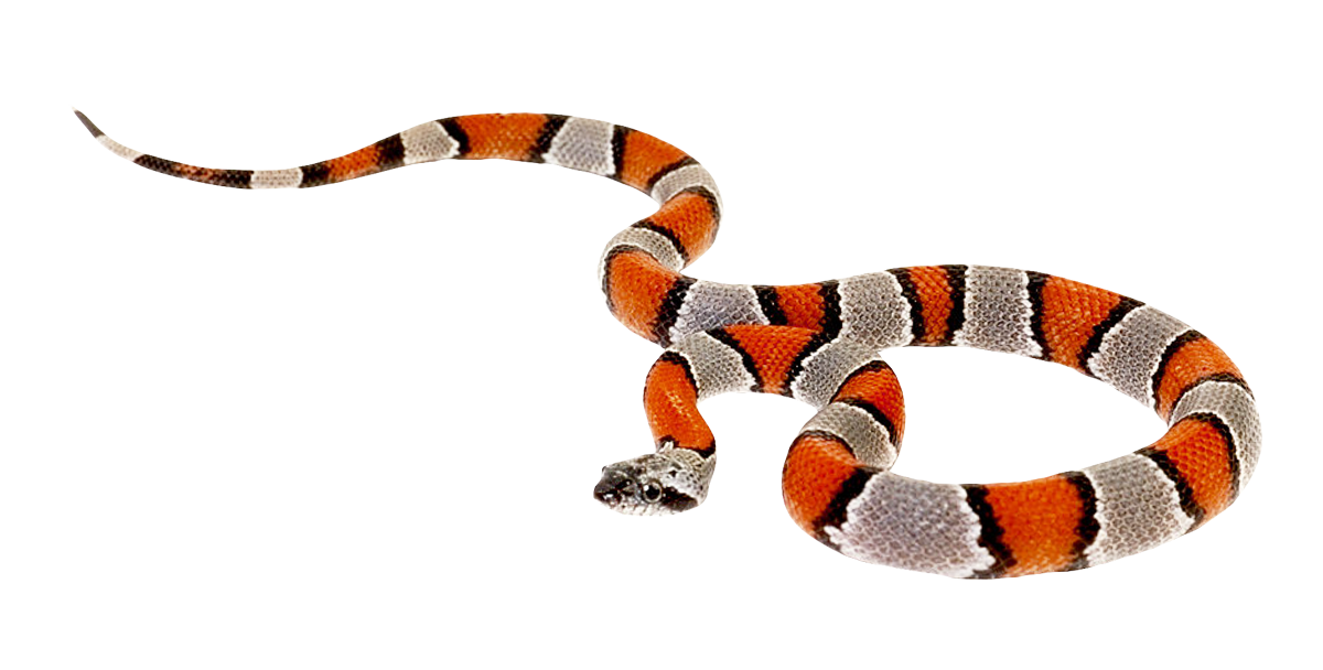 Creature Snake Animals False Piranha PNG