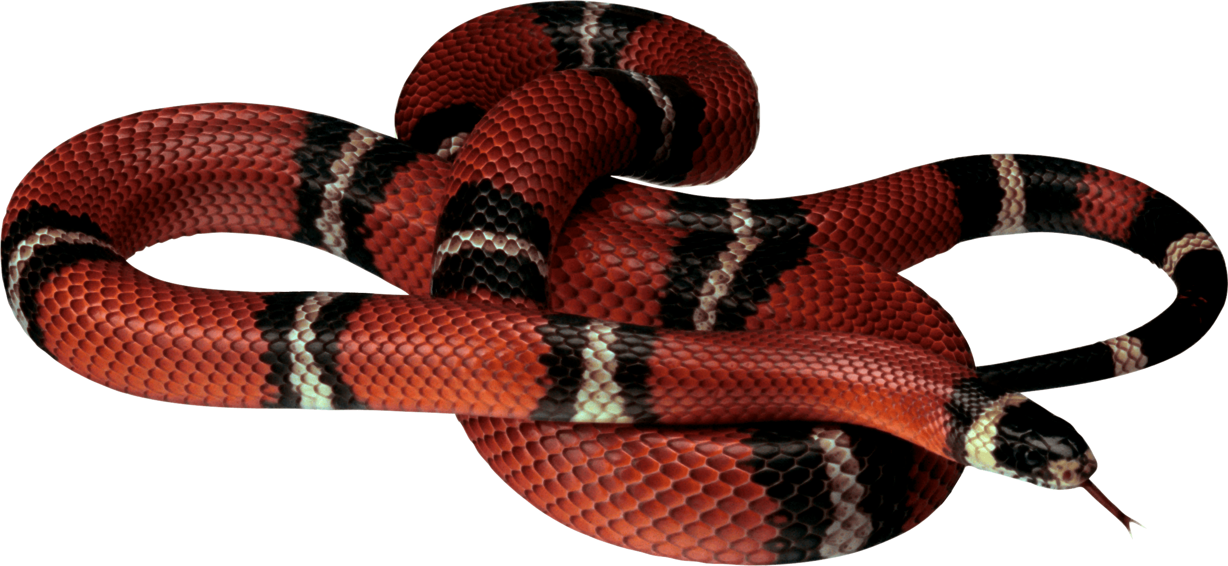 Viper Animals Coral Snake Frog PNG