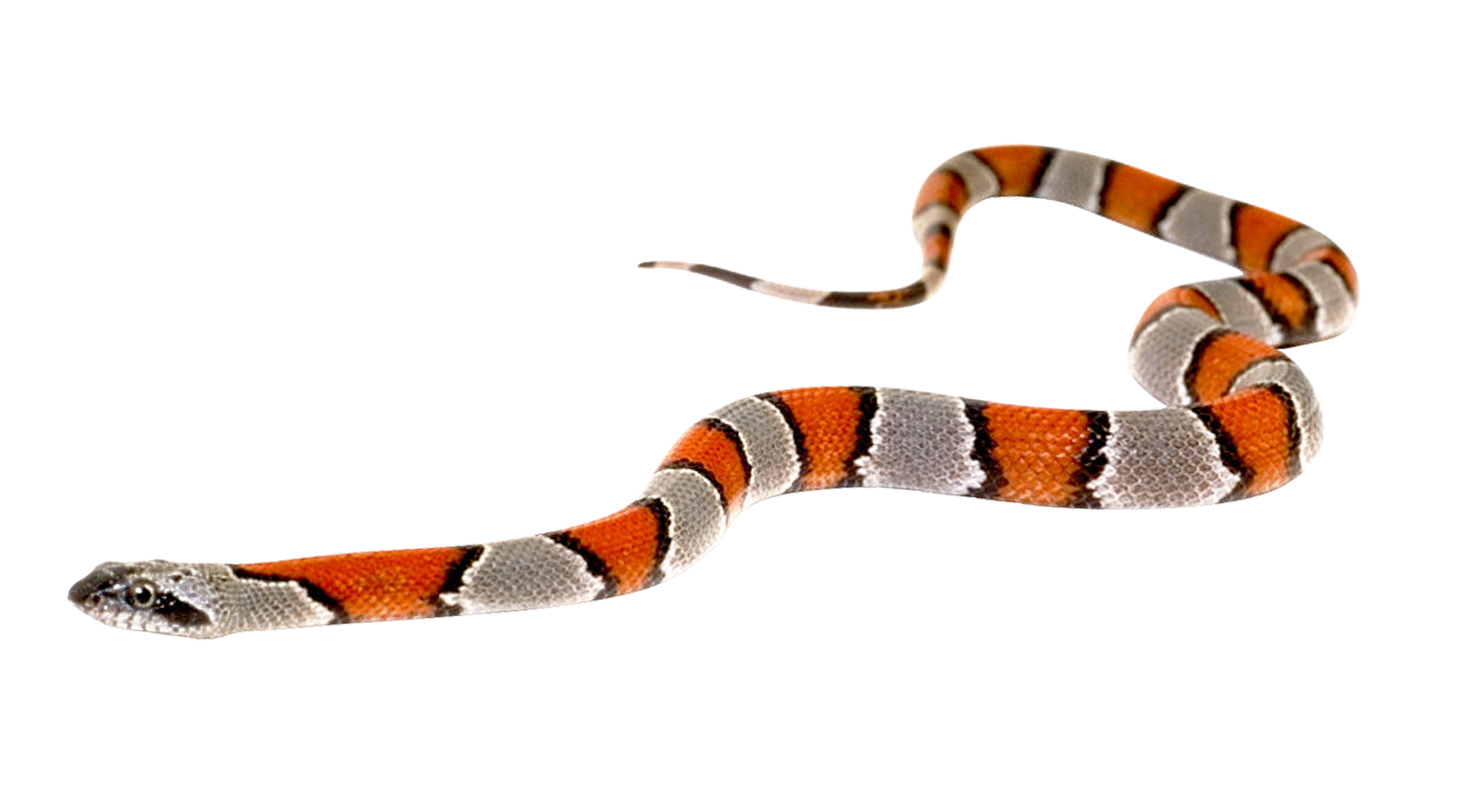 Python Snake False Animals Copperhead PNG