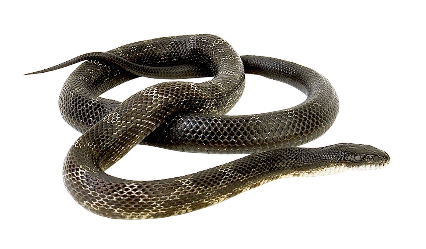 Coral Constrictor False Sword Snake PNG