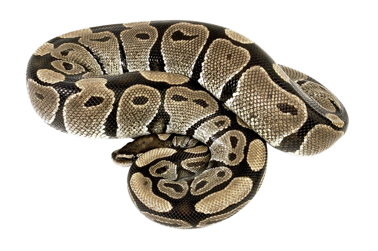 Snake Sinker Gray Species Nest PNG