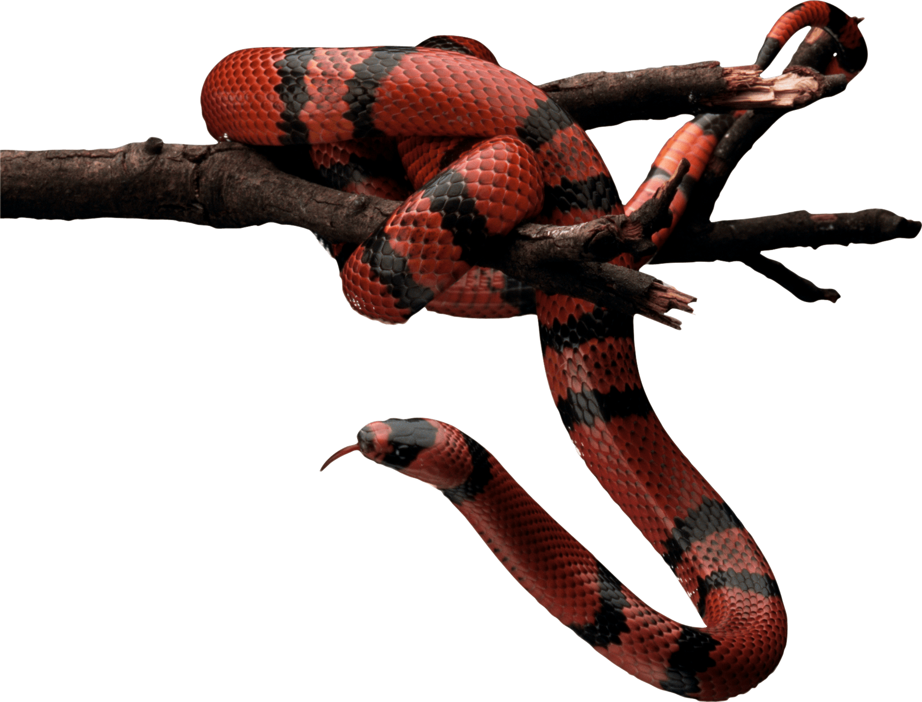 Animal Snake Sword Wind Aces PNG