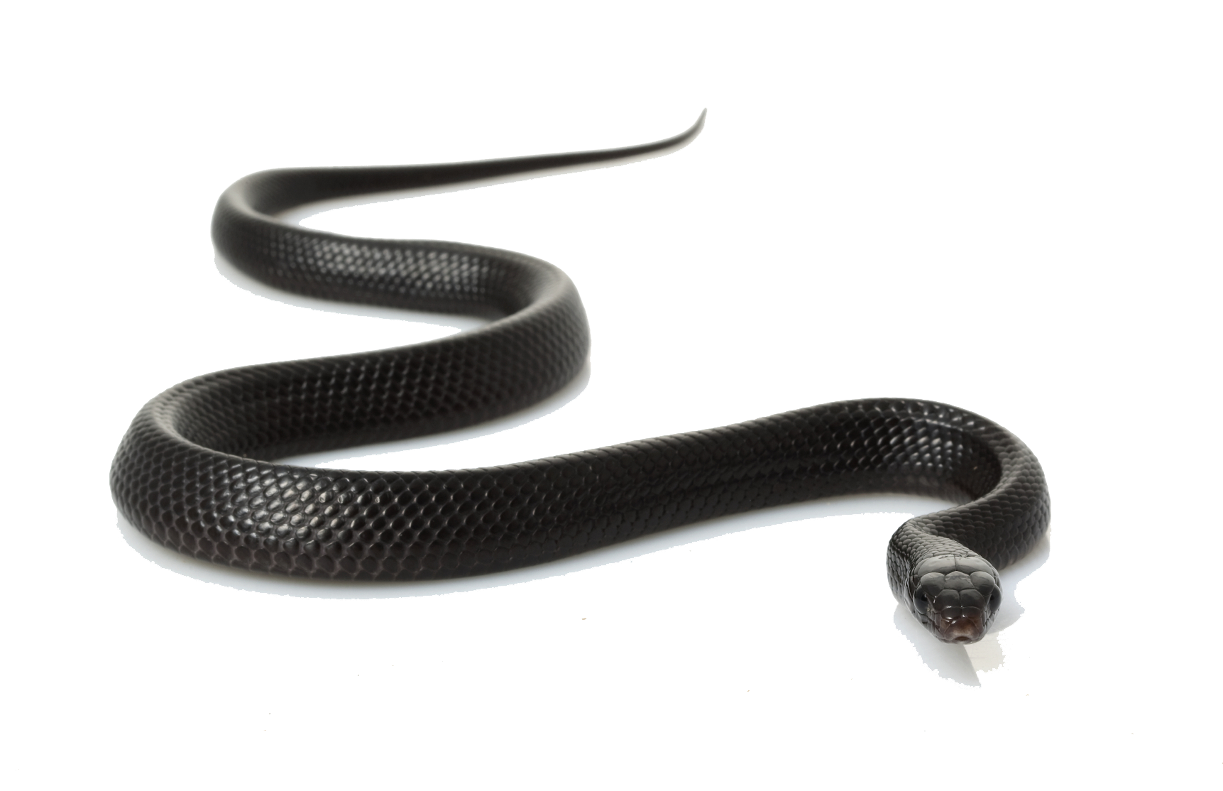 Sinker Black Ocean Snake Snakes PNG