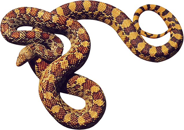 Sword Boa Snake Cobra Smuggling PNG