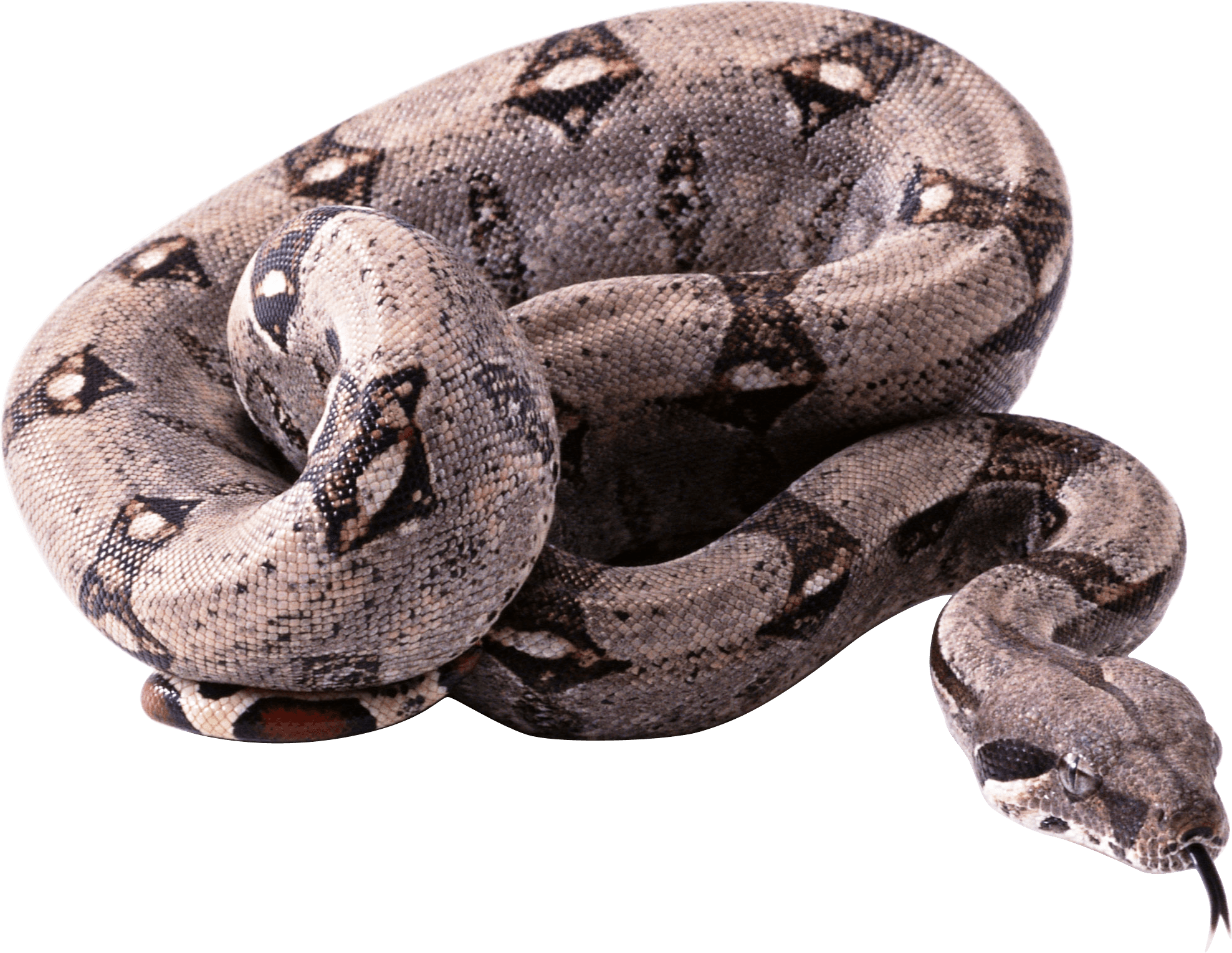 Snakebite Smuggling Aces Planet Boa PNG