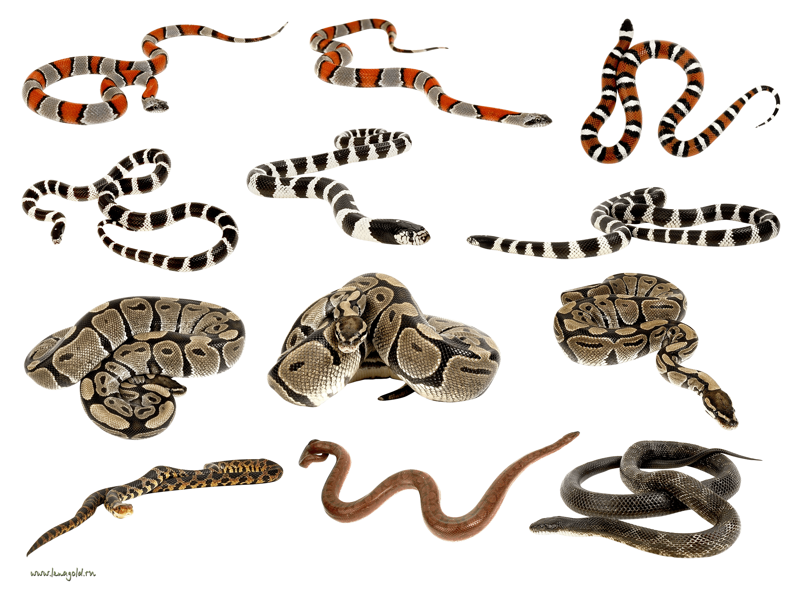Lizard Snakes Reptile Cobra Animal PNG