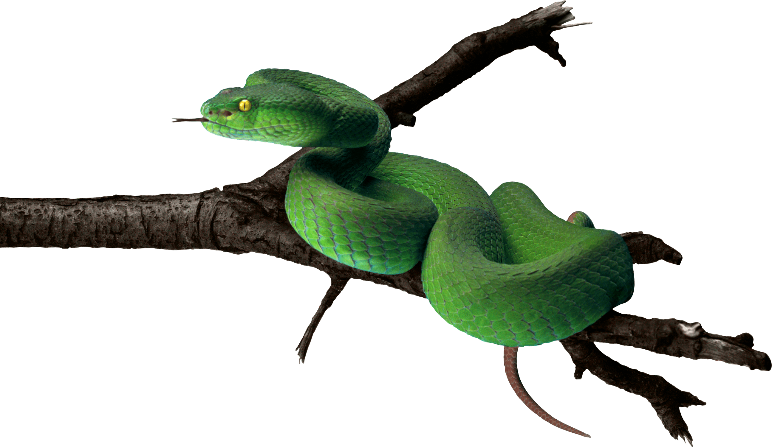 Sword Rattlesnake Hydra Green Sinker PNG