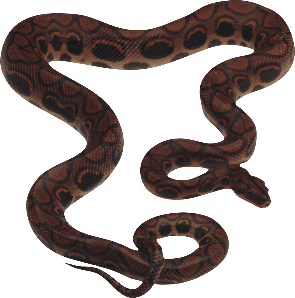 Smuggling Nest Rattlesnake Reptile Hydra PNG