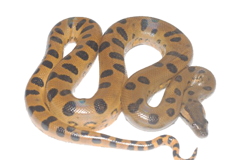 Species Anaconda Hydra Lizard Charmers PNG