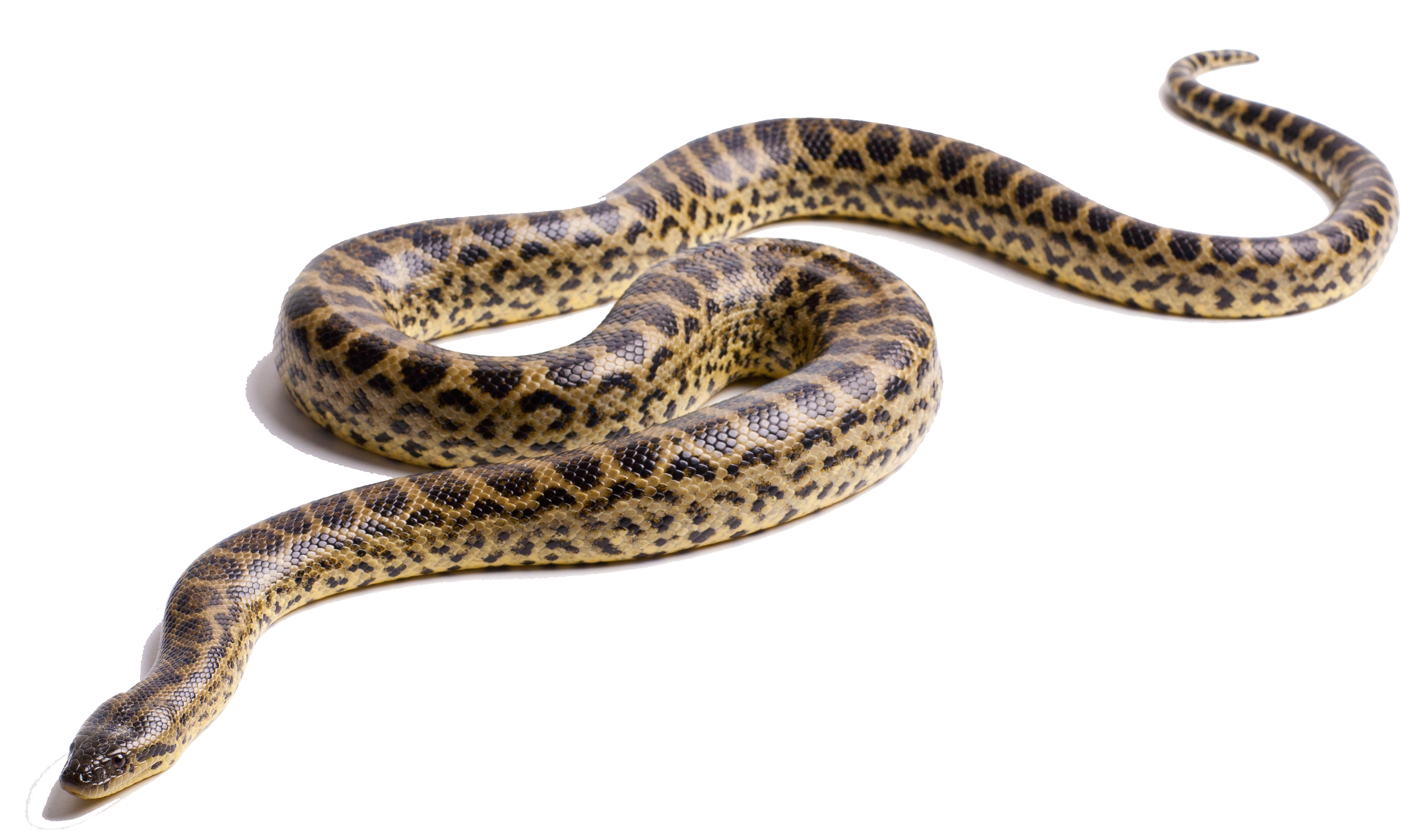 Wind Snakes Rare Anaconda Planet PNG