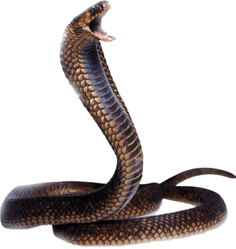 Viper Awesome Adorable Animal Species PNG