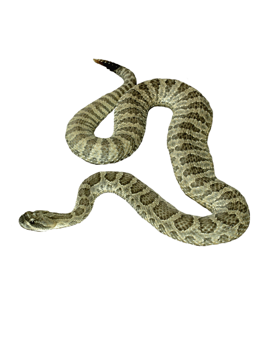 Reptile Smuggling Snot Cobra Biology PNG
