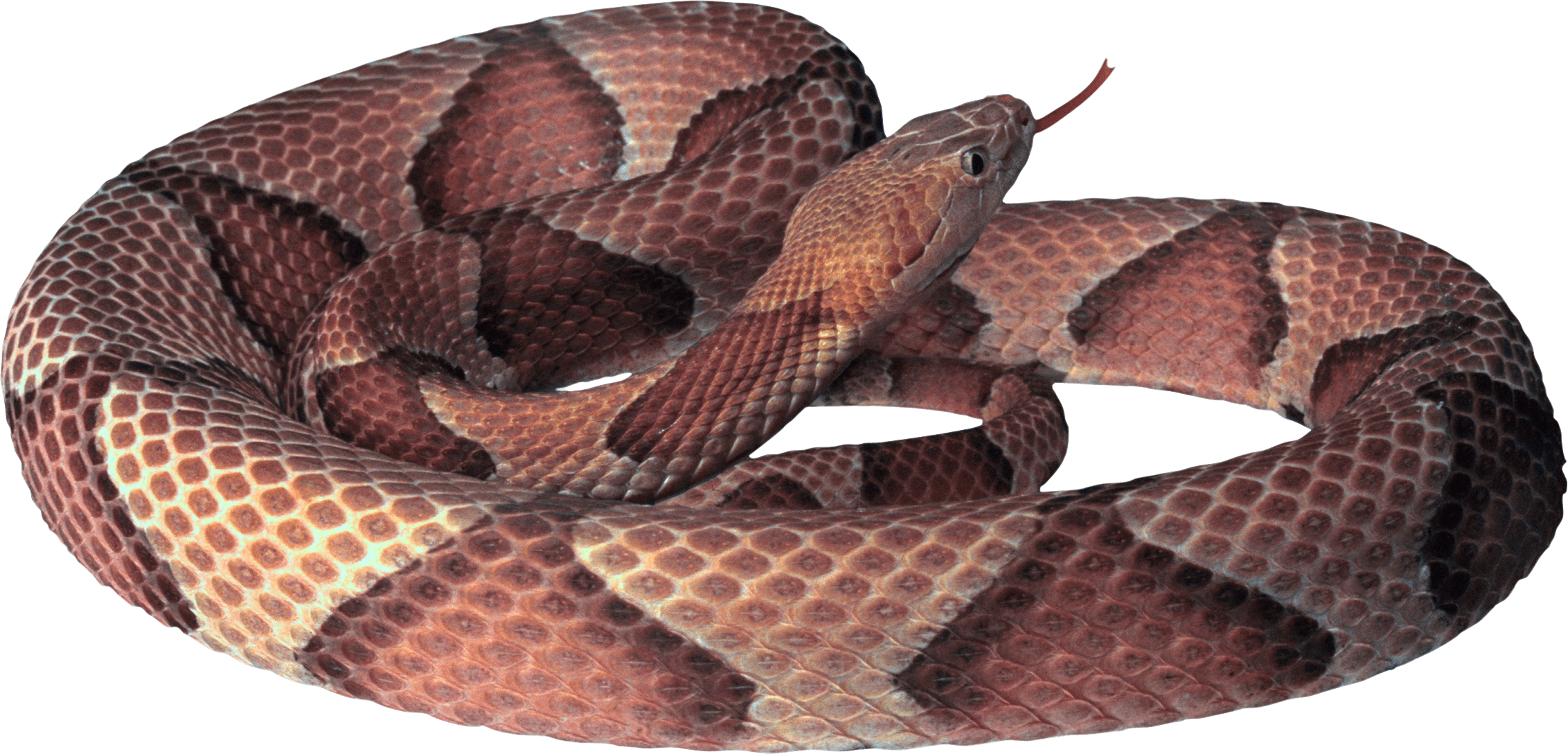Day Cobra Reptile Biology Charmers PNG