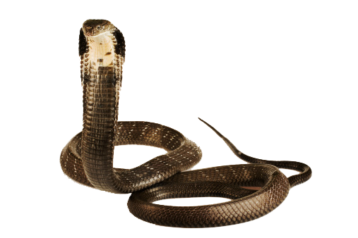 Lizard Snake Animal Asp Flakes PNG