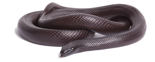 Life Black Species Snake Lizard PNG