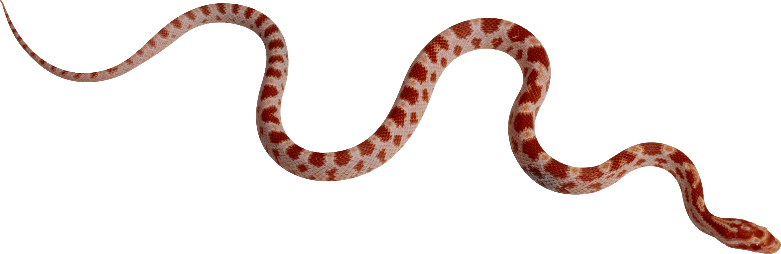 Snake Betrayer Viper Species Serpent PNG