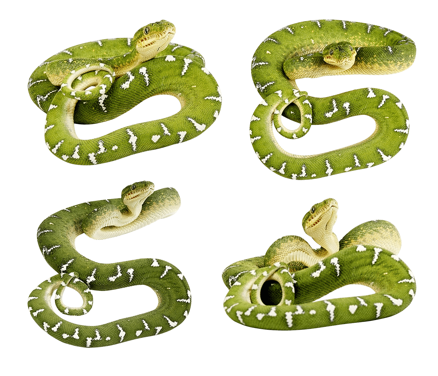 Snakes Snakebite Animal Betrayer Nest PNG