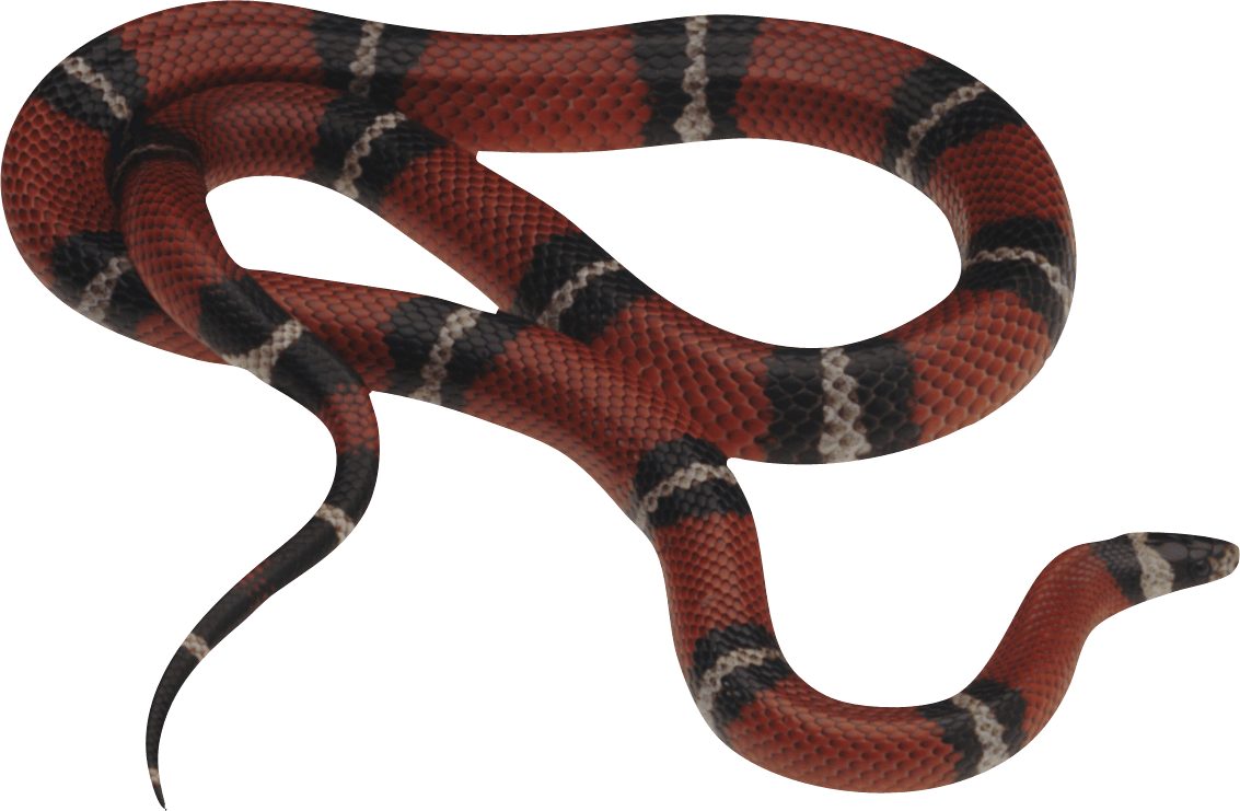 Snake Gray Hydra Planet Brat PNG