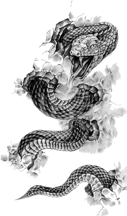 Organism Drawing Nest Cobra Flash PNG