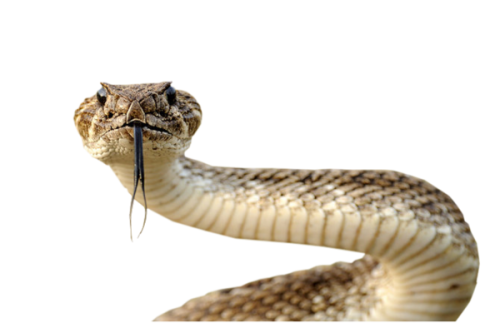 Snake Serpent Lizard Love Traitor PNG